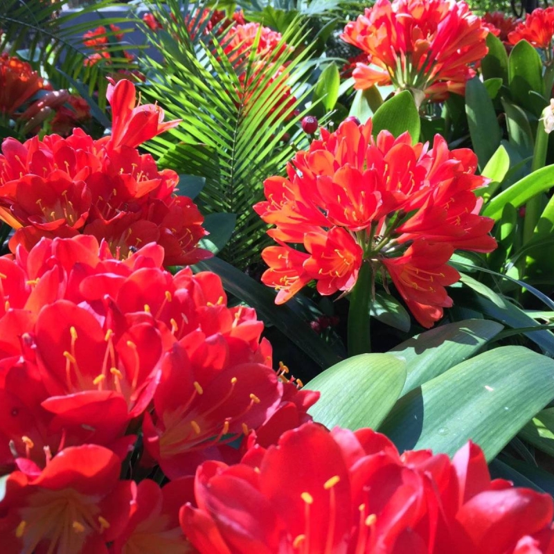 Natal Lily Clivia miniata
